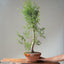 One-Gallon Santa Cruz Cypress 1123 - Bonsaify