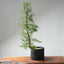 One - Gallon Santa Cruz Cypress 690 - Bonsaify