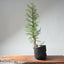 One - Gallon Santa Cruz Cypress 692 - Bonsaify