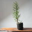 One - Gallon Santa Cruz Cypress 692 - Bonsaify