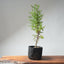 One - Gallon Santa Cruz Cypress 694 - Bonsaify