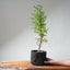 One - Gallon Santa Cruz Cypress 694 - Bonsaify