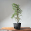 One - Gallon Santa Cruz Cypress 695 - Bonsaify