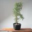 One - Gallon Santa Cruz Cypress 695 - Bonsaify