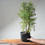 One - Gallon Santa Cruz Cypress 696 - Bonsaify