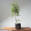 One - Gallon Santa Cruz Cypress 697 - Bonsaify