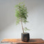 One - Gallon Santa Cruz Cypress 697 - Bonsaify