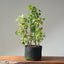 One-Gallon Trident Maple Bonsai 1125 - Bonsaify