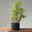 One-Gallon Trident Maple Bonsai 1125 - Bonsaify