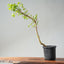 One - Gallon Trident Maple Bonsai 902 - Bonsaify