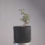 Korean Hornbeam PreBonsai #1241