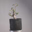 Korean Hornbeam Pre-Bonsai #1240