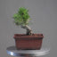 Japanese Black Pine Bonsai #1294