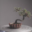 Cotoneaster Bonsai #1078