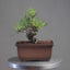Japanese Black Pine Bonsai #1295