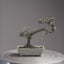 Cotoneaster Bonsai #1063