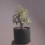 Japanese Hornbeam Bonsai #1230