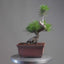 Japanese Black Pine Bonsai #1297