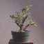 Korean Hornbeam Bonsai #1232