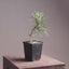 Scots Pine Starters