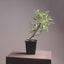Tiger Bark Ficus Starters