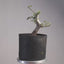 Korean Hornbeam PreBonsai #1239