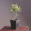 Willow-Leaf Ficus Bonsai Starters