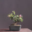 Lavender Star Flower Bonsai #1169
