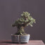 Seiju Elm Bonsai #1168