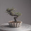 Cotoneaster Bonsai #1065