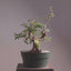 Japanese Hornbeam Bonsai #1231