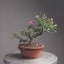 Lavender Star Flower Bonsai #1223