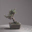 Cotoneaster Bonsai #1051
