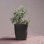 Kishu Juniper Two-Year-Old Pre-Wired Bonsai Starters
