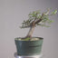 Korean Hornbeam Bonsai #1238