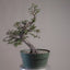 Korean Hornbeam Bonsai #1285