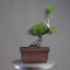 Japanese Black Pine Bonsai #1296