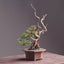 Itoigawa Juniper Bonsai #1166