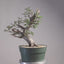 Korean Hornbeam Bonsai #1235