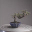 Cotoneaster Bonsai #1076