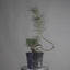 Japanese Black Pine Exposed Root Bonsai #1321