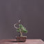Kishu Juniper Bonsai #1167
