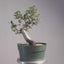 Korean Hornbeam PreBonsai #1237