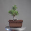 Japanese Black Pine Bonsai #1292