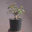 Japanese Hornbeam Bonsai #1229