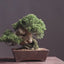 Root-On-Rock Kishu Juniper Bonsai | Eric's Private Reserve #1165