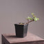 Rough-Bark Dwarf Jade Bonsai Starter