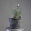 Japanese Black Pine Root-Over-Rock Bonsai #1320