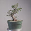 Korean Hornbeam Bonsai #1236