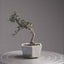 Cotoneaster Bonsai #1060